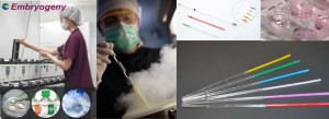 Freelance Embryology Training