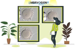 OocyteMorphologyAtlas