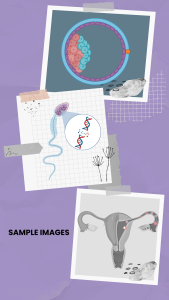 IVF Image Pack